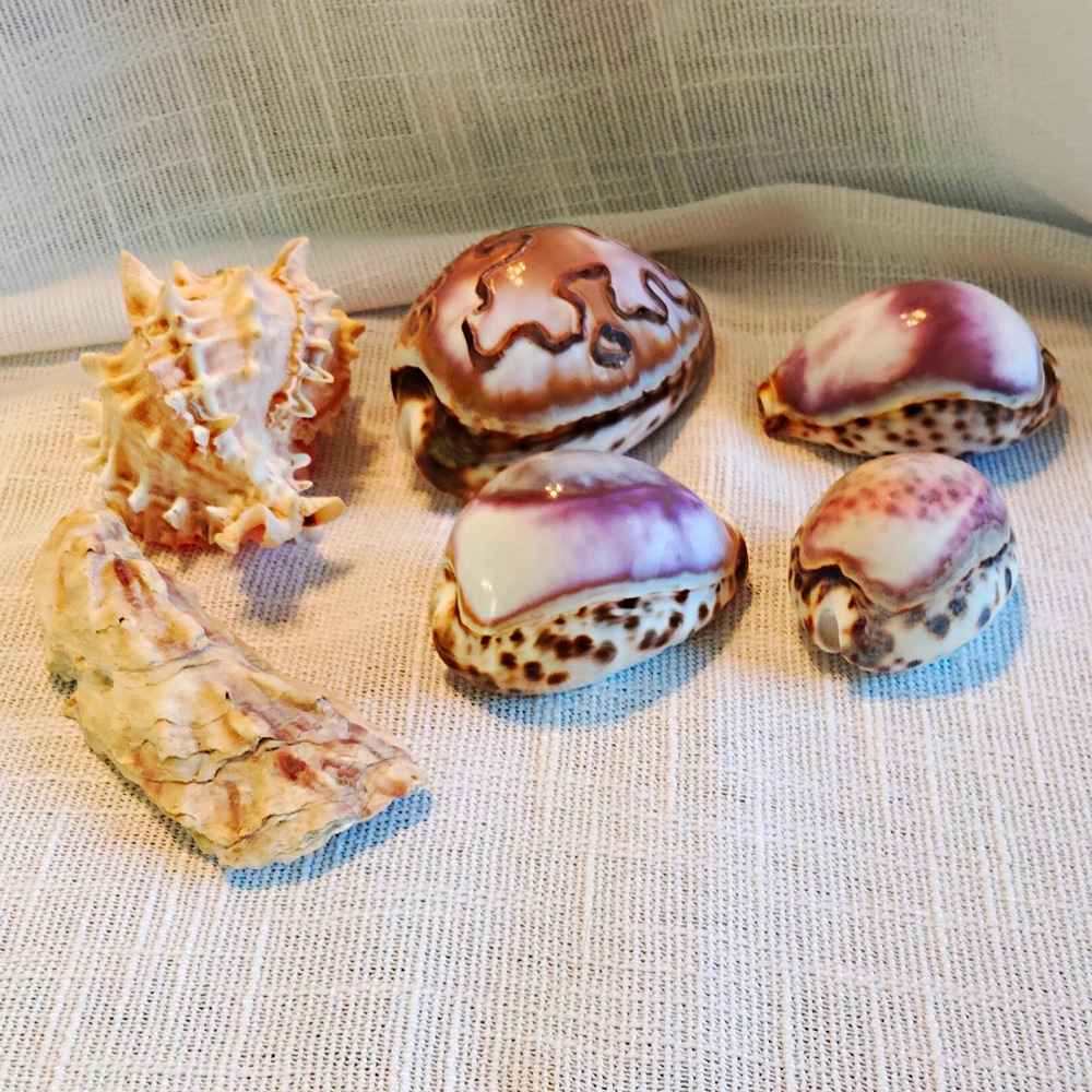 Lot of 6 Mixed Seashells: Cowrie Shells, Spiny Murex-Type & Oyster Shell
